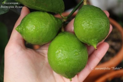 C. aurantifolia Tahit - 